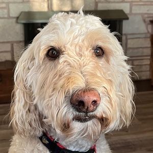 Meet your Posher, Diane